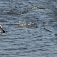In each of my 4 years racing kayaks, I anxiously look forward to the ROTC (Run of the Charles). Its a great event – many different races, categories and spectators...